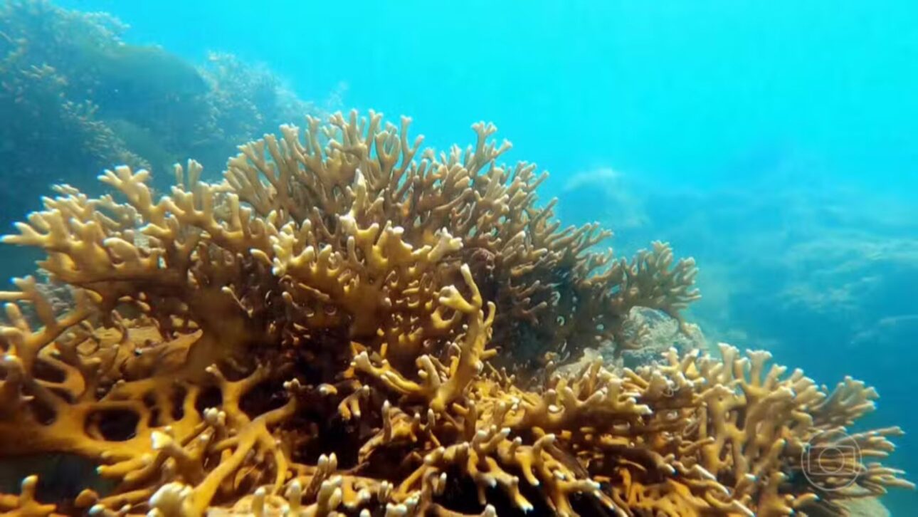 Cientistas de USP identifican arrecifes profundos y canal cubierto por corales a 40 metros en el Banco Royal Charlotte, plataforma submarina de 6.000 km² en Bahía.