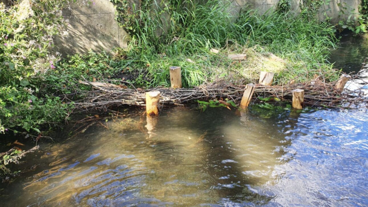 Londres rediseña 1,25 km del Beverley Brook con bermas de ramas y 1.200 estacas, usando sedimentos para recrear márgenes naturales y hábitats.