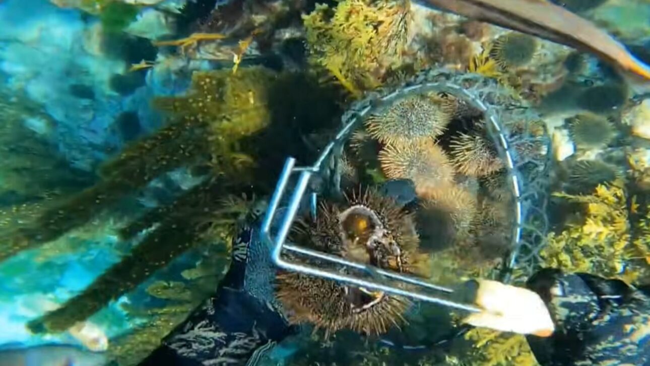 La Explosión de Erizos Devastó los Bosques de Kelp en California y Llevó a Científicos a Remover Millones de Ellos para Salvar el Ecosistema Marino.