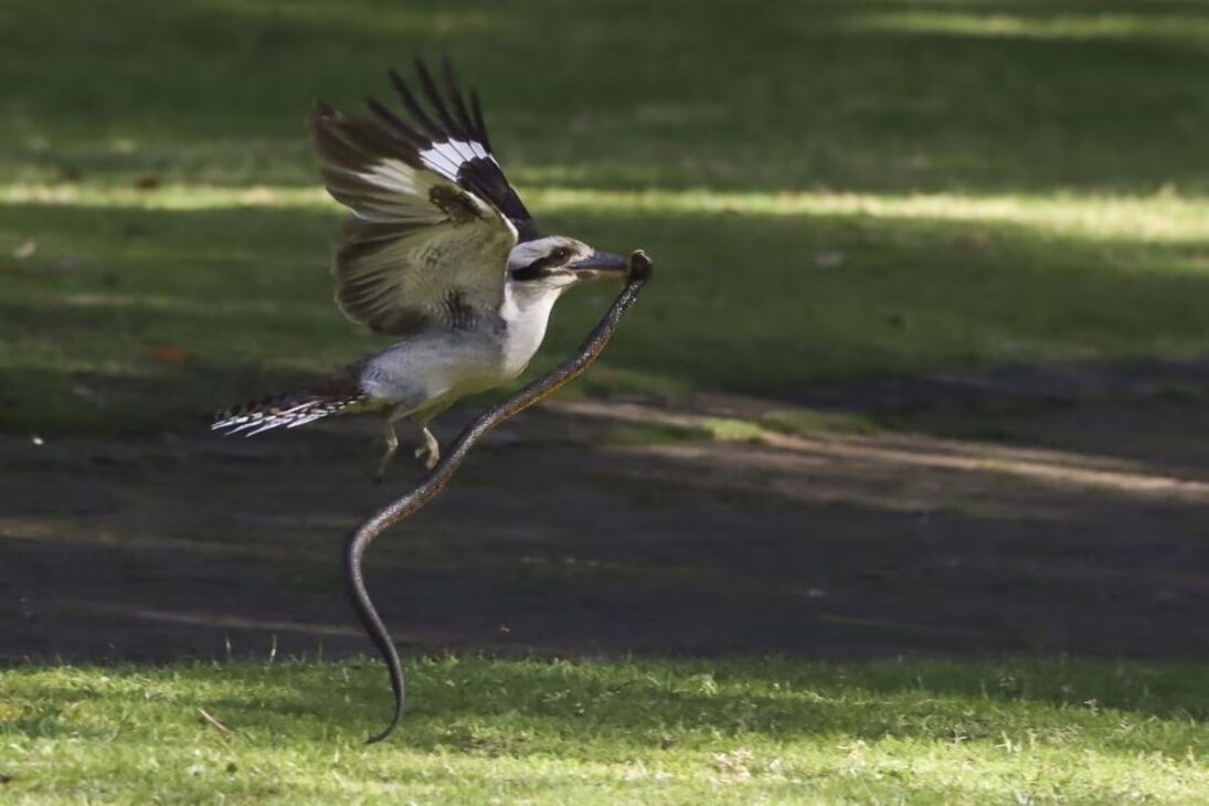 Las serpientes aparecen muertas en Australia, los científicos identifican al cucaburra como depredador decisivo y el veneno de la serpiente marrón vuelve al centro del debate ecológico urbano.