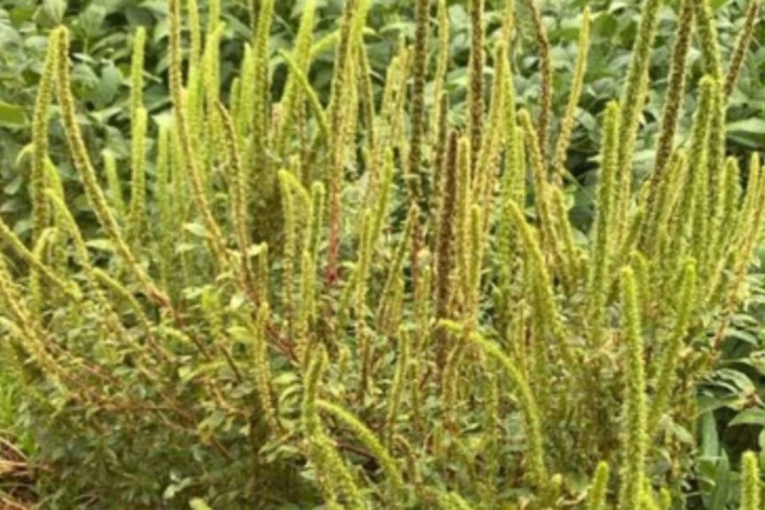 Plaga Rara Cierra Área En Mirassol, Llega A São Paulo, Amenaza Soja, Maíz Y Algodón Y Activa La Defensa Agropecuaria En El Campo.