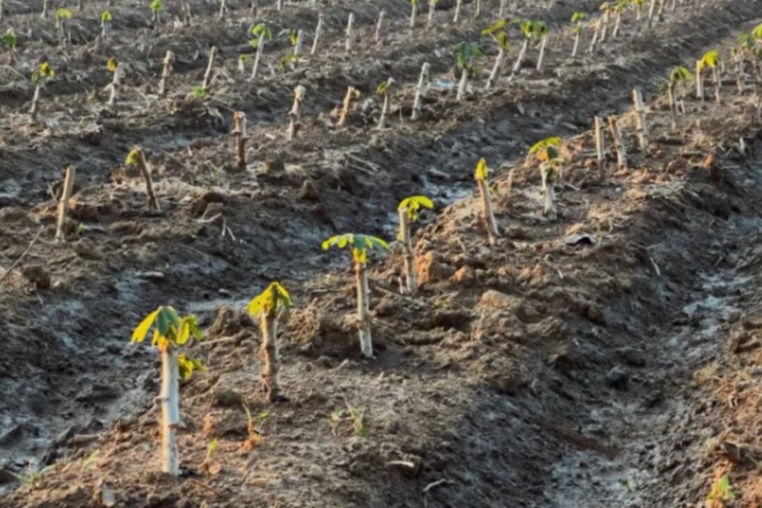 En El Desierto De Arabia Saudita, El Suelo Recupera Infiltración Y Inspira Respuestas A La Sequía En Brasil.
