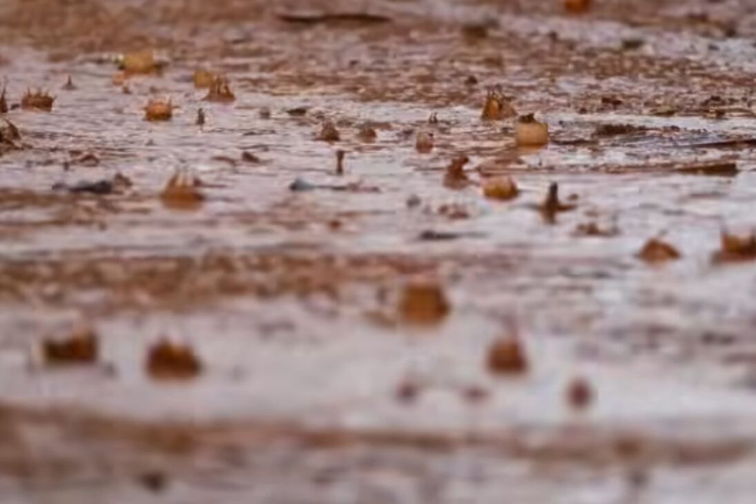 En El Desierto De Arabia Saudita, El Suelo Recupera Infiltración Y Inspira Respuestas A La Sequía En Brasil.