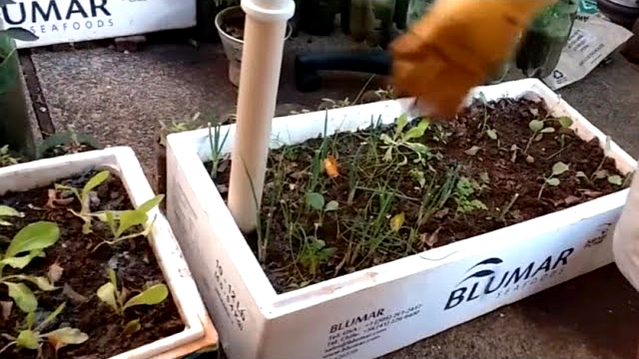 Agricultores Cortaron Cajas De Poliestireno, Forraron Con Lona Plástica, Enterraron Tubo De PVC Perforado En El Fondo Y Crearon Canteiro Autoirrigable De Bajo Costo Que Eleva La Agua Por Capilaridad Directamente A Las Raíces Y Mantiene La Huerta Humeda Por Hasta Una Semana Sin Riego