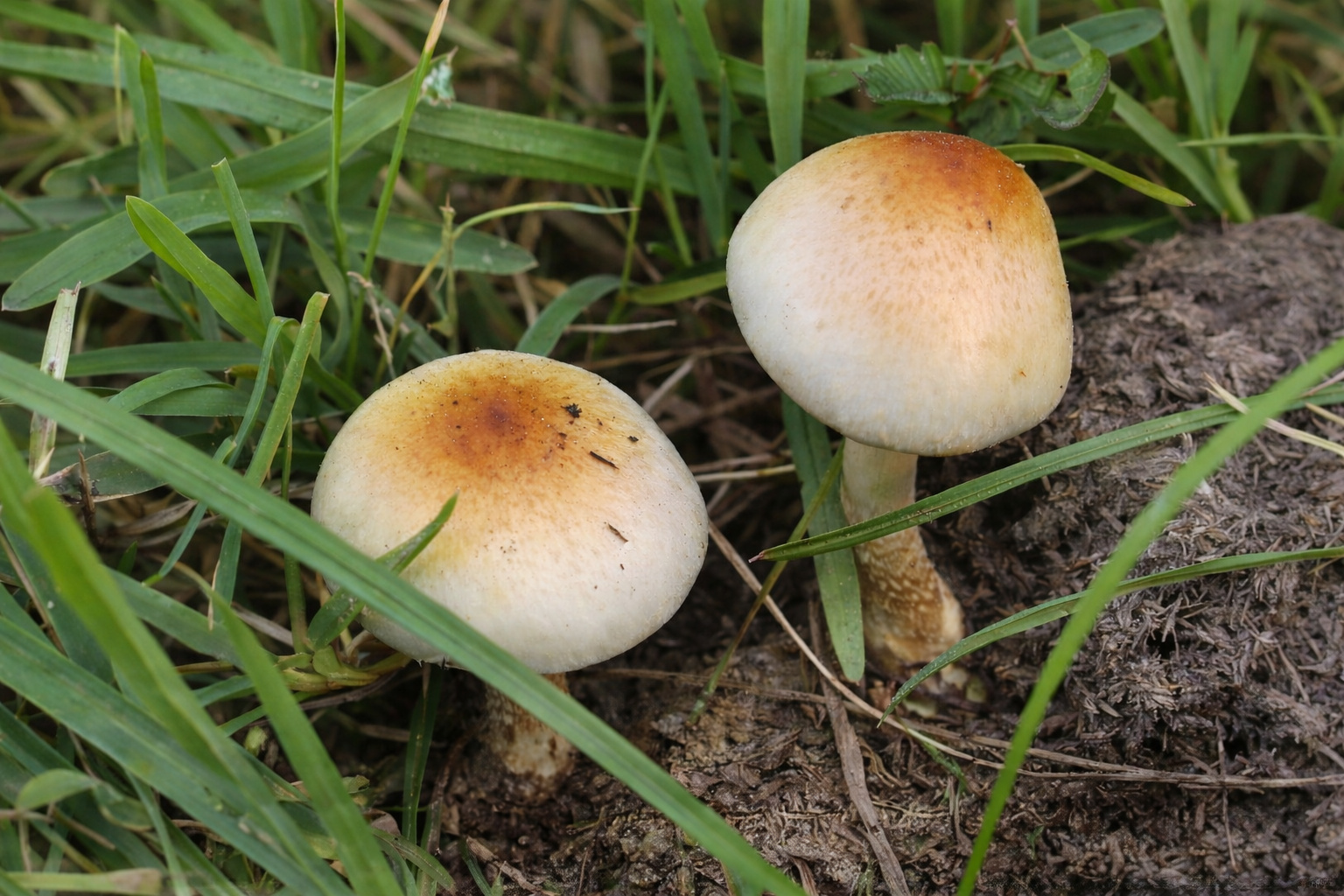 Cogumelos Psilocybe ochraceocentrata crescendo em esterco de gado entre capim em pastagem, espécie africana relacionada ao Psilocybe cubensis.