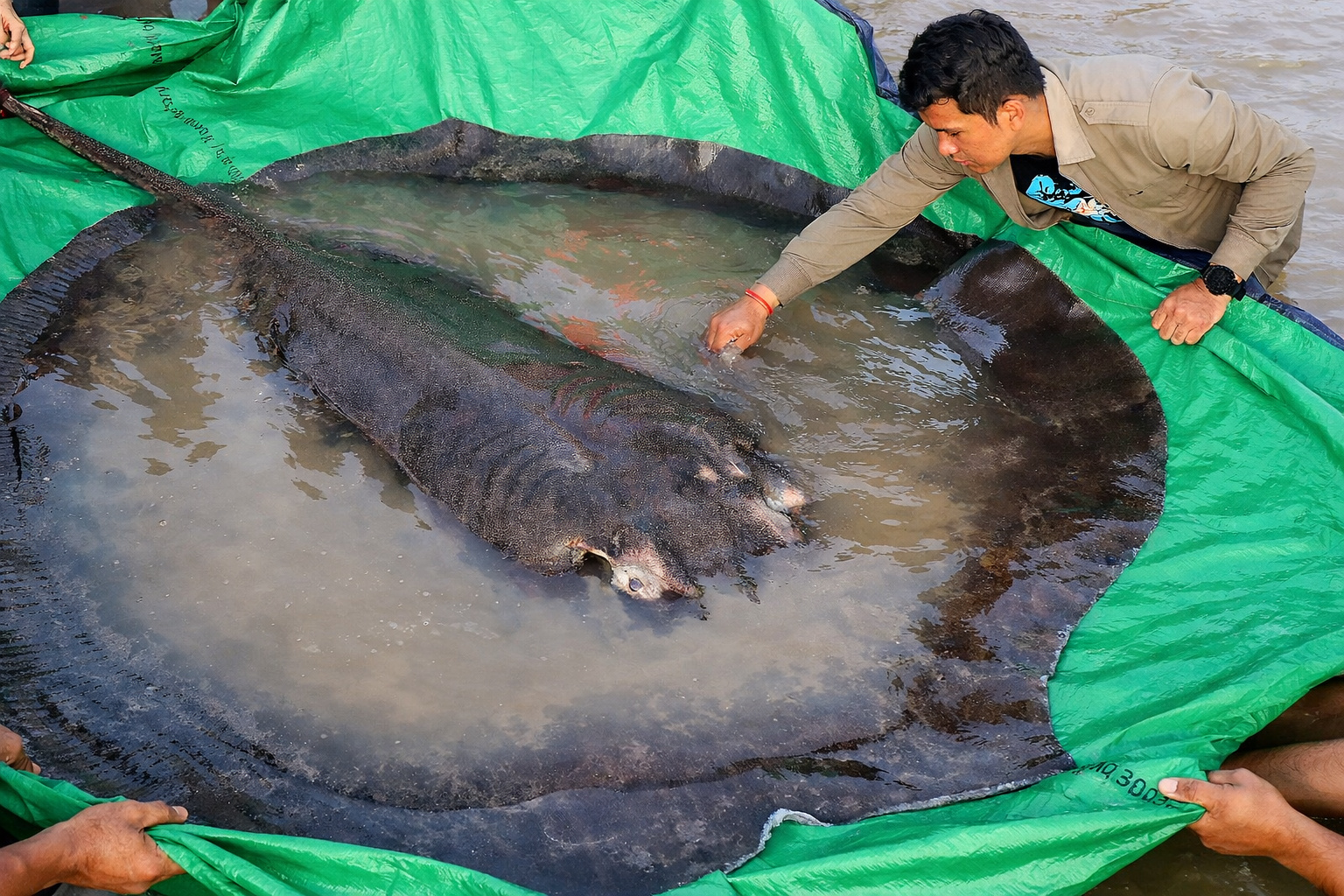 Raia-gigante do Mekong de aproximadamente 300 kg sendo examinada por pesquisadores após captura no rio Mekong durante expedição científica no Camboja.